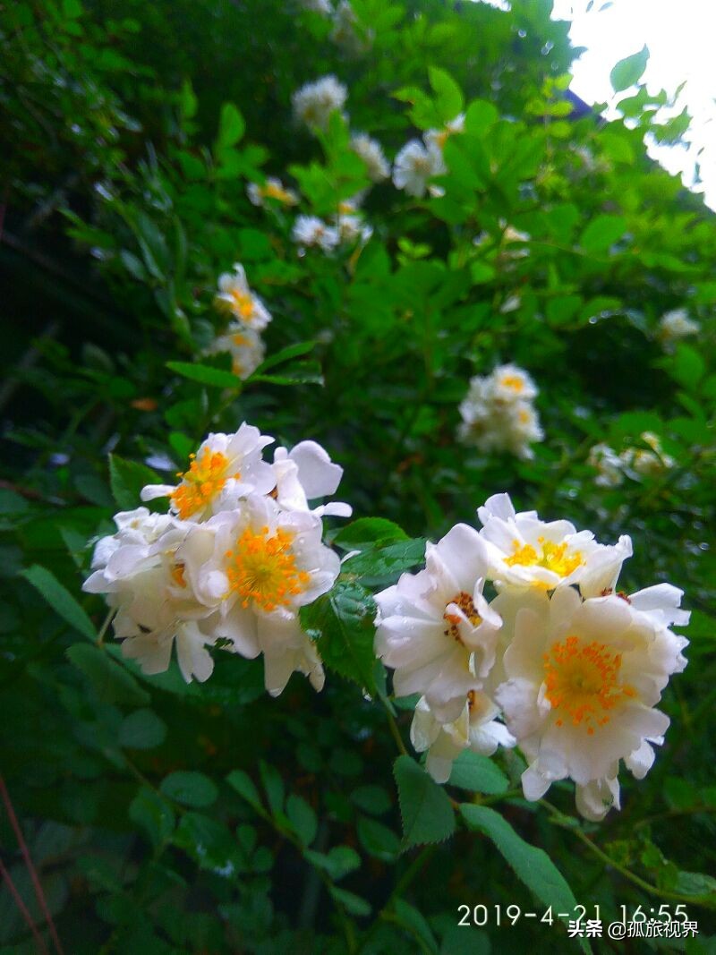 封城日记*一餐饭