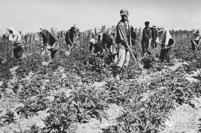 宁夏农垦创业时期的大中专学生,上