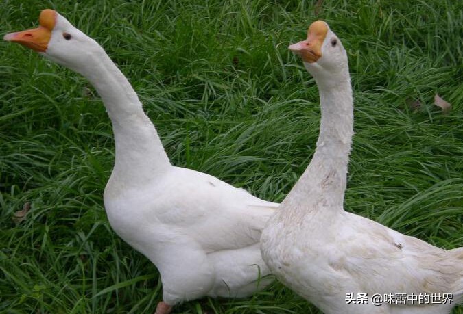 六安有什么特产小吃,安徽六安舒城特产美食