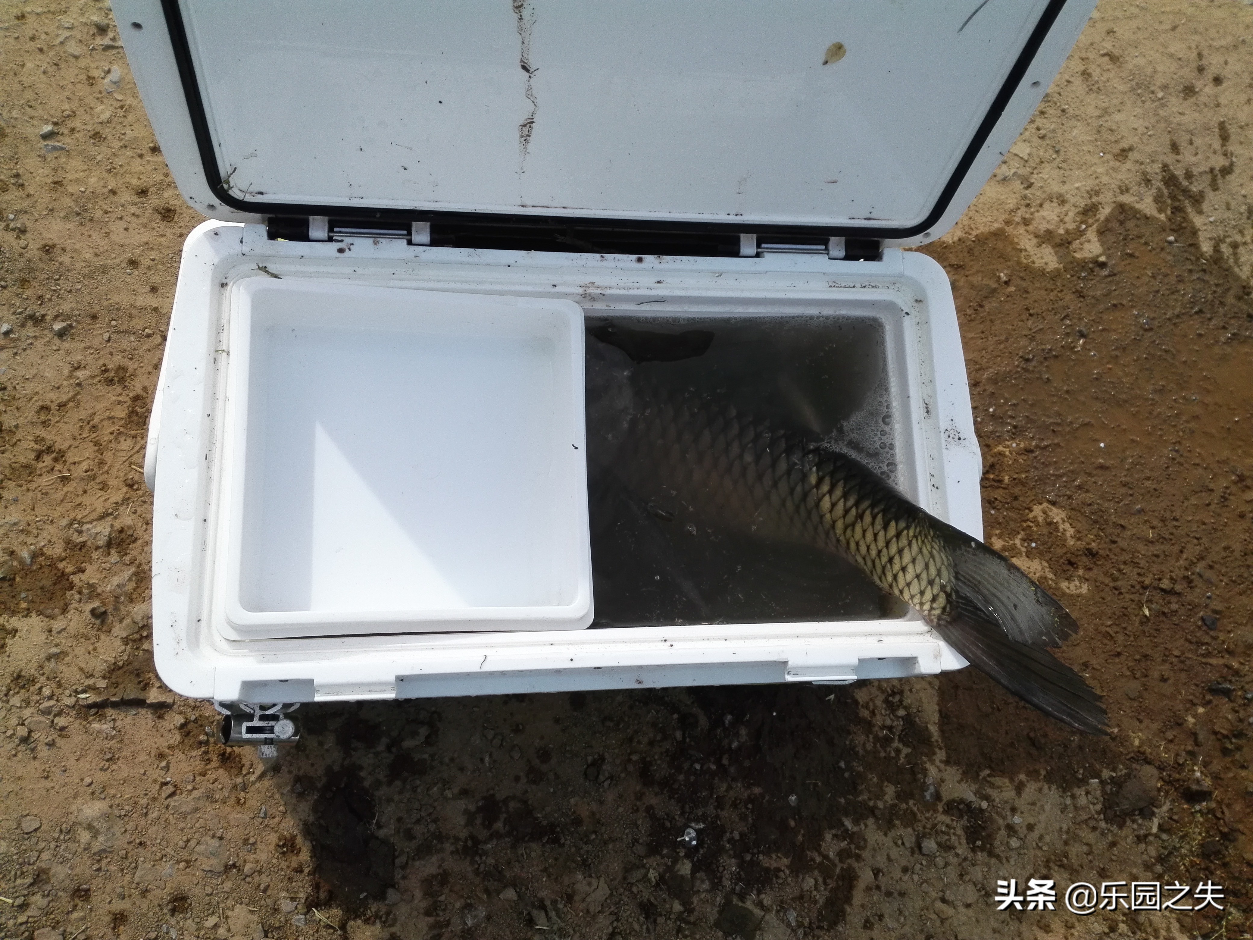 野外水库垂钓草鱼怎么选钓点,水库草鱼野钓技巧解读