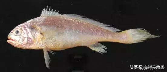 曾是四大海产之一,靠叫声互相识别,却被人类用噪声团灭