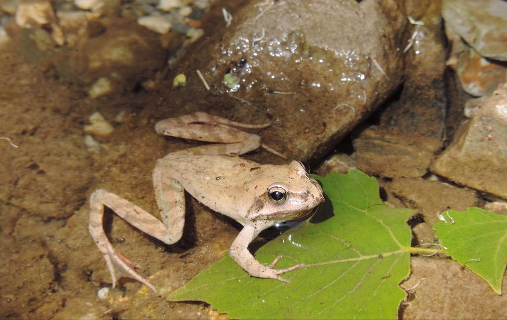 2015年林蛙多少钱一斤,2020年林蛙