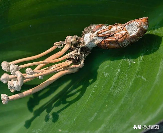 野生冬虫夏草市场,冬虫夏草一斤2000条的价格