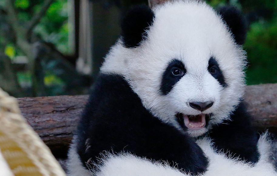 外国为什么喜欢熊猫,你不知道外国人有多喜欢中国美食