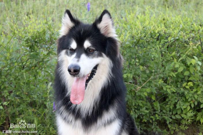 宠物狗大全免费观看,什么狗最好养又听话又聪明大型犬