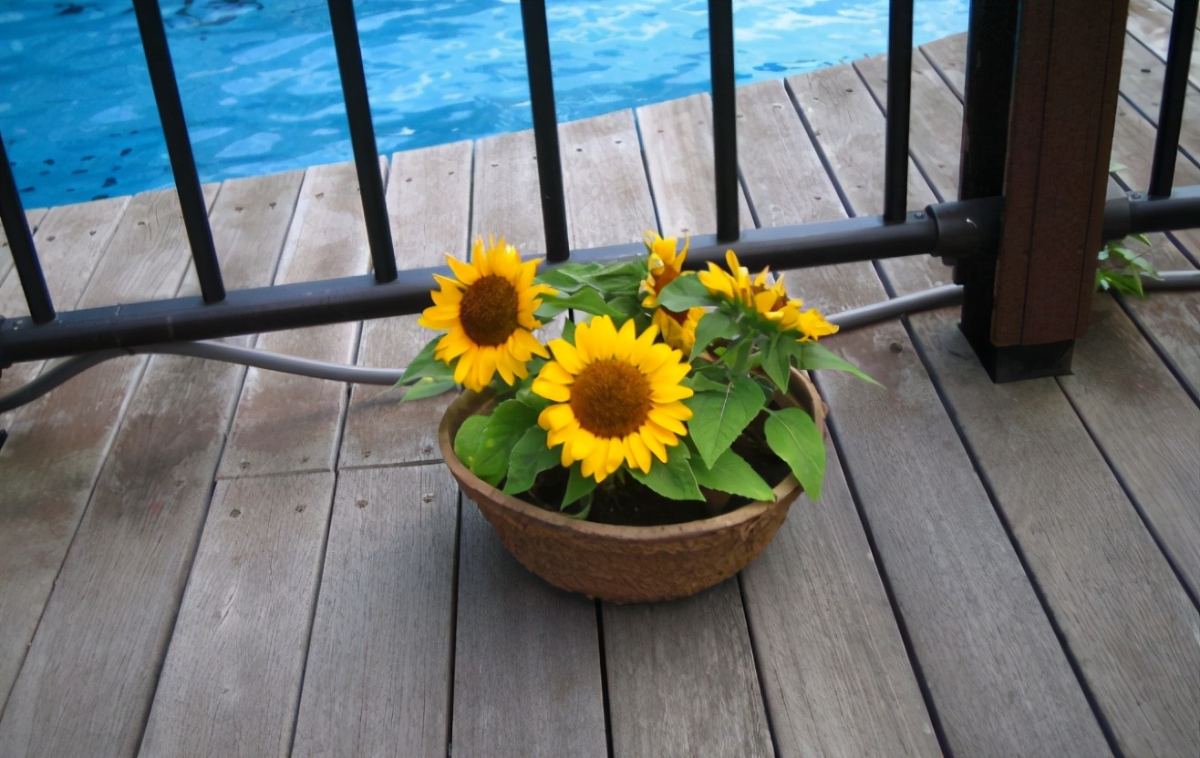 喜欢向日葵就栽一盆它吧！注意3点既能观赏又能吃