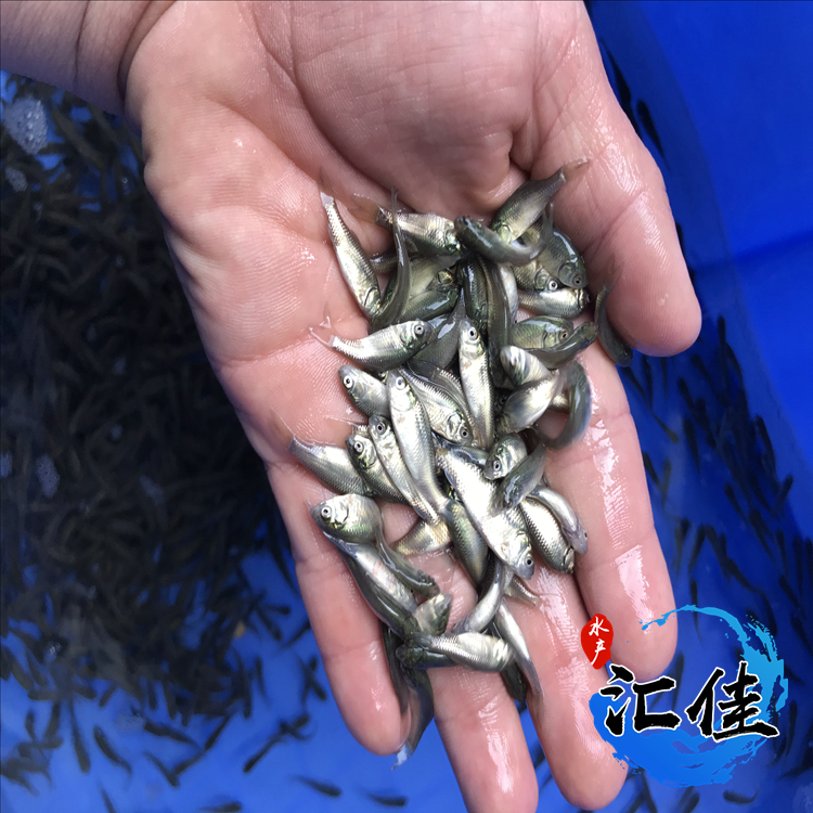 中科三号鲫鱼生长速度对照表,鲫鱼苗中科三号和中科五号哪个好