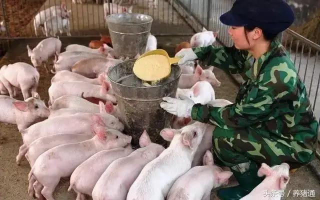 猪场怀孕母猪的药物禁忌，养猪的你知道吗？