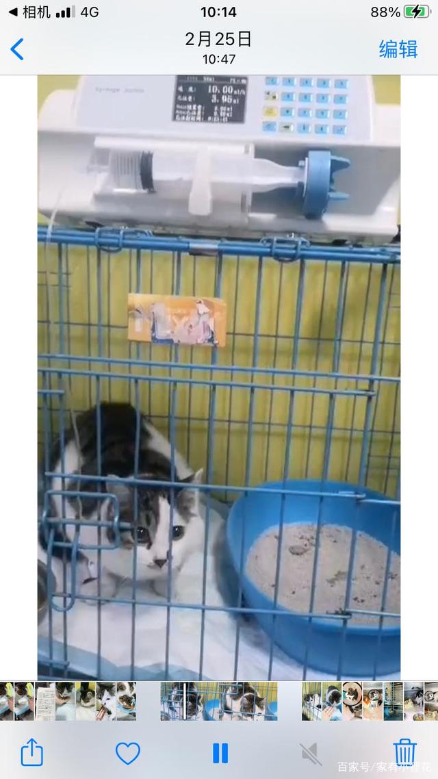 猫咪不小心跑出阳台坠楼,狸花猫坠楼站不稳获救