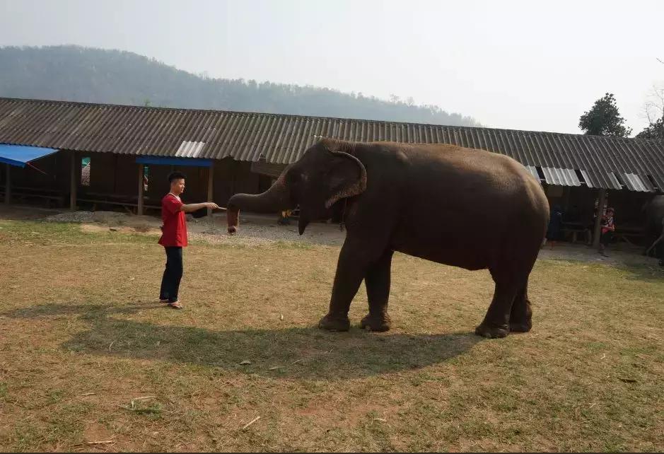 清迈大象义工,清迈大象救助营