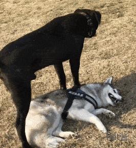 狗界“霸气”的几种狗，家里养一只，小偷不进门