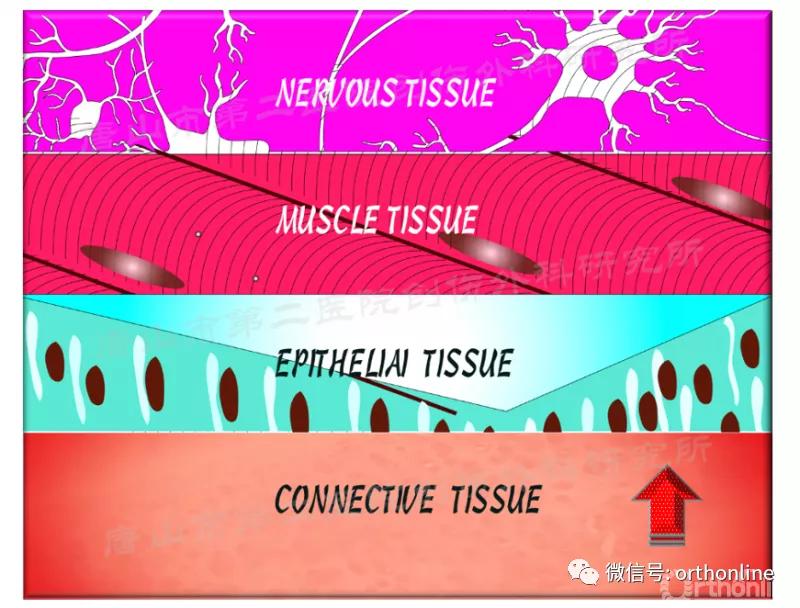 手部肌腱不完全断裂能完全复原吗,手部屈指肌腱损伤最难处理的部位