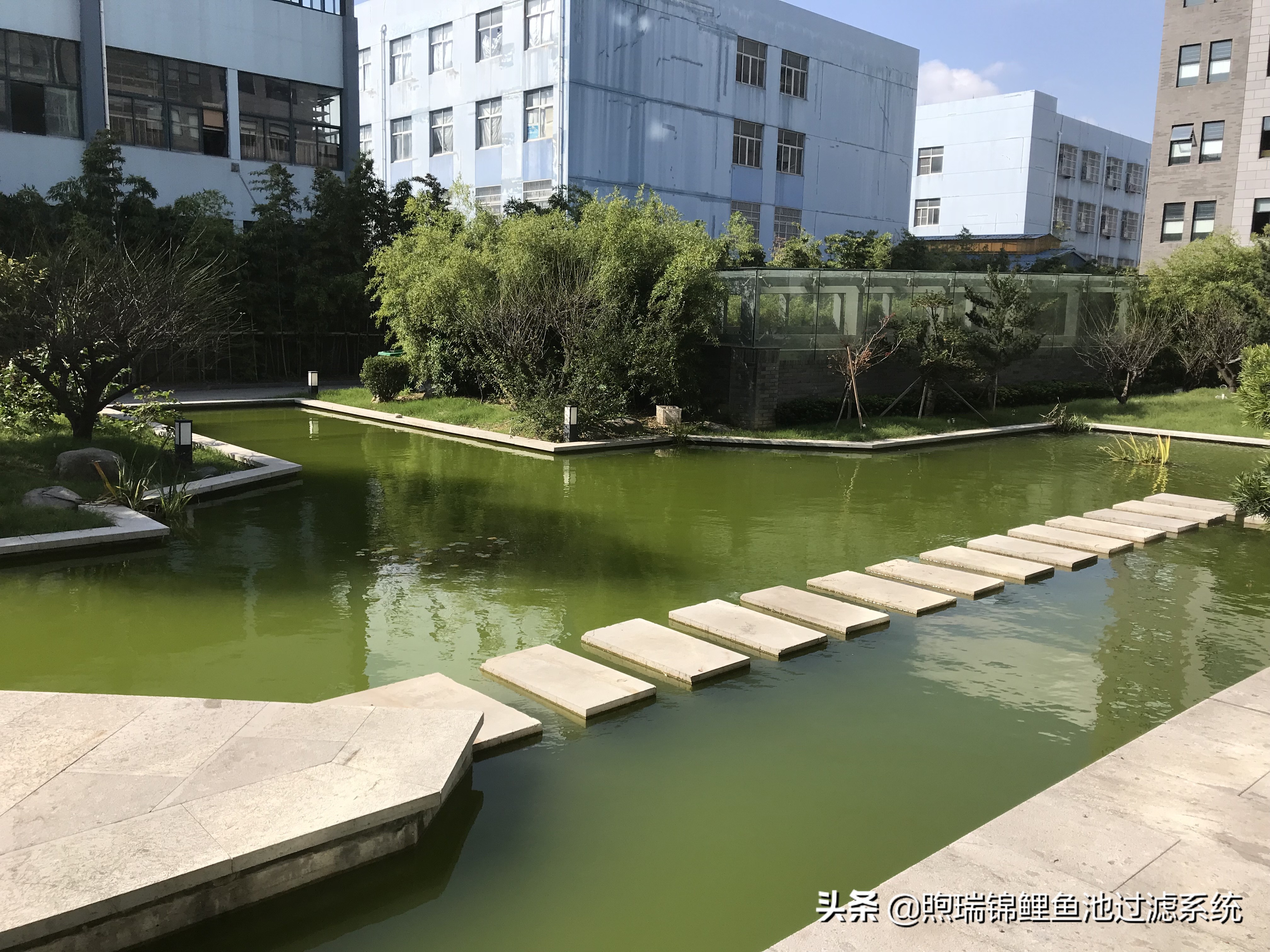 锦鲤怎么养才能养出好看的颜色,养锦鲤怎么养得好看些呢