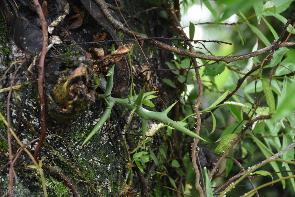 狼牙棒花可以栽家里吗,狼牙棒适合种什么花