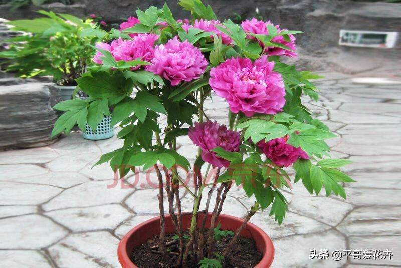 牡丹叶子萎蔫干枯怎么办,春季牡丹芽头萎蔫干枯怎么办