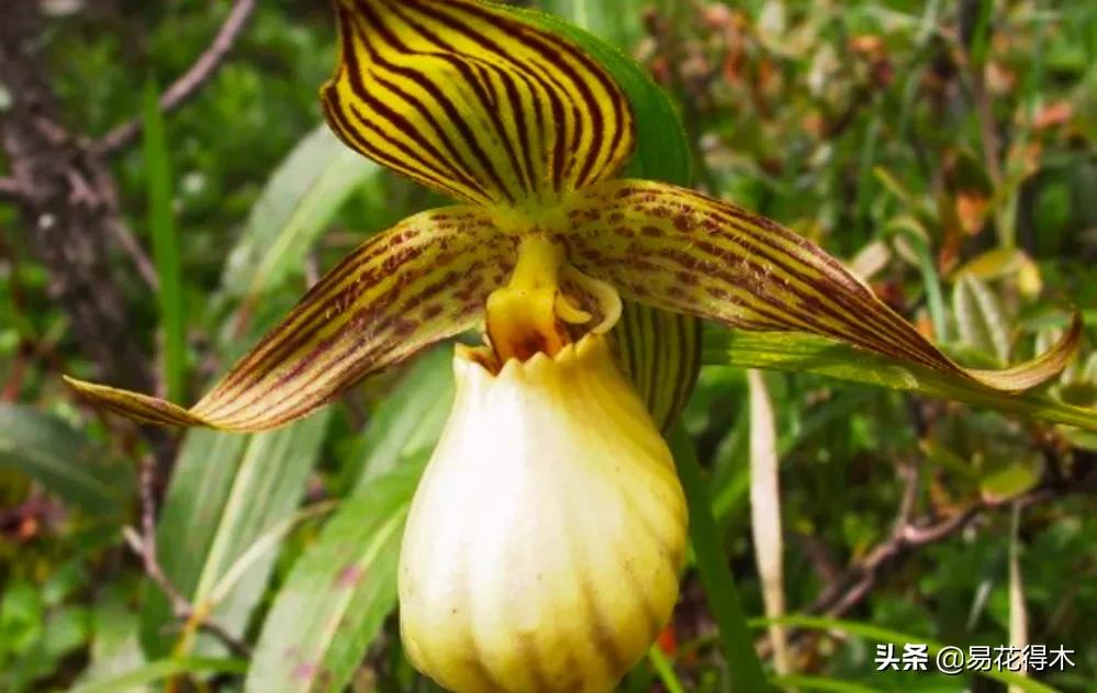 国家二级黄花杓兰,黄花杓兰与西藏杓兰