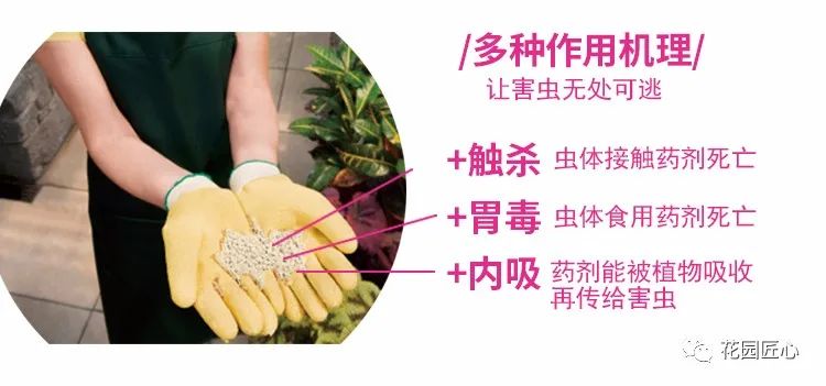 预防植物病虫害用什么药,植物病虫害防治的基本方法