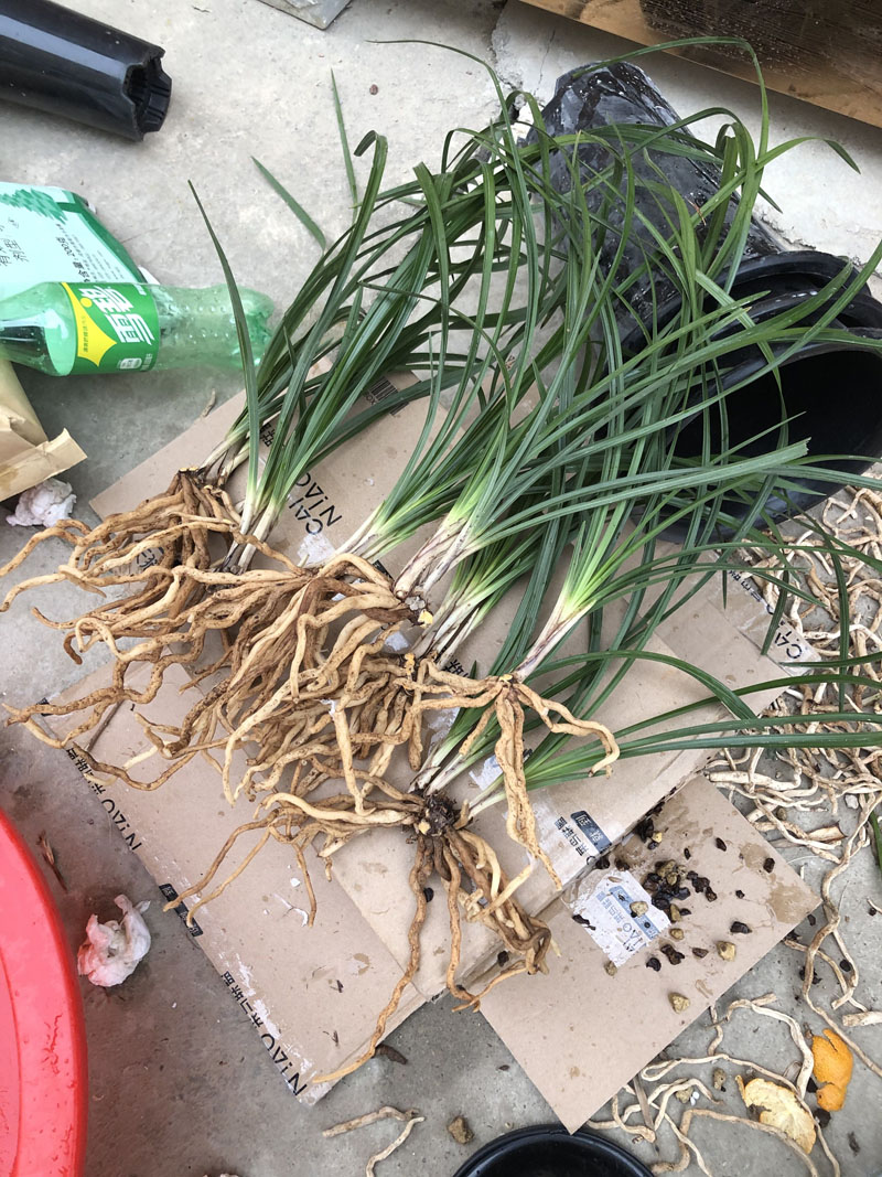 兰花怎么养才能长出水晶根,养兰花不放石子可以吗