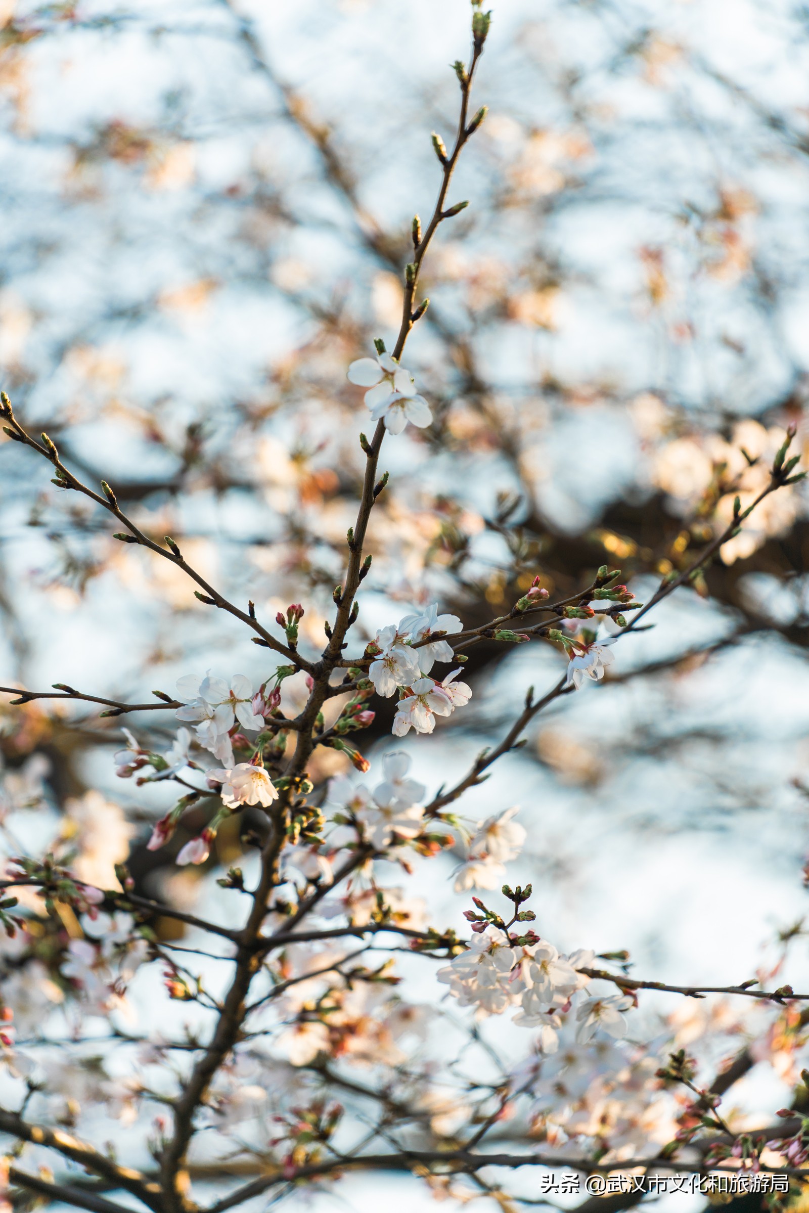 十大赏樱花胜地,武汉免费赏樱地推荐