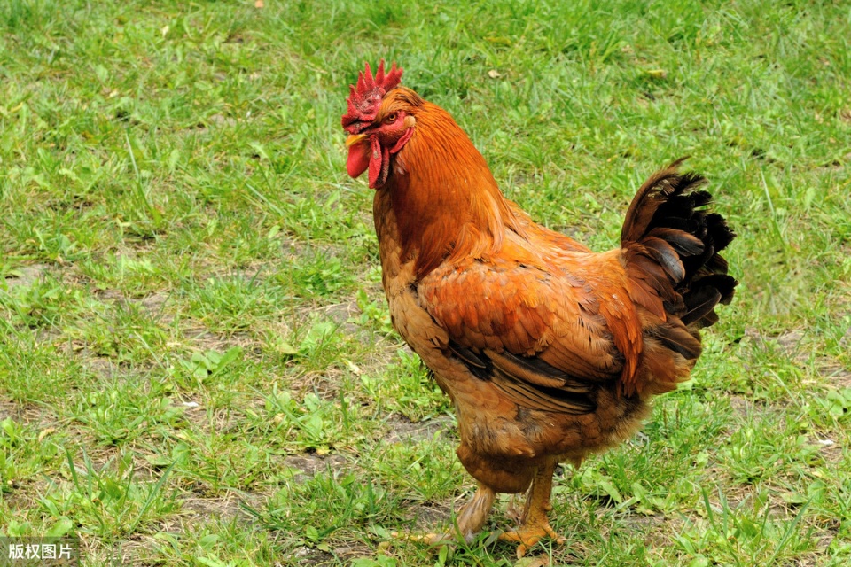 鸡开口呼吸是什么病,鸡得呼吸道疾病是什么原因引起的