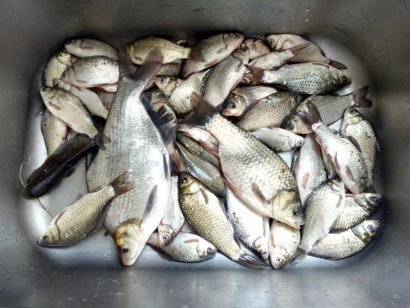 春季野钓为什么鱼不吃饵料,新手野钓的技巧和鱼食