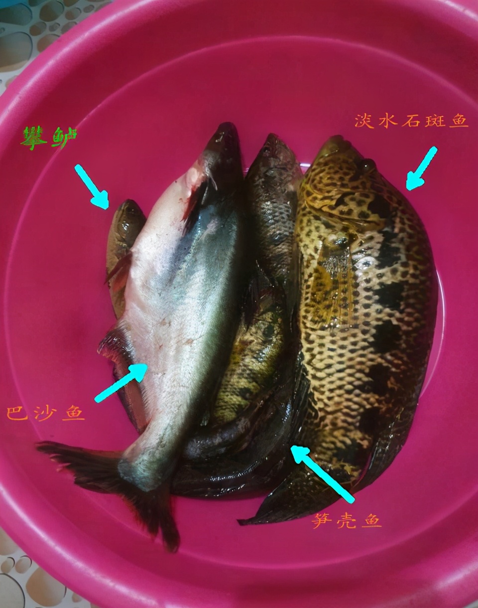 巴沙鱼观赏鱼,巴沙鱼属于物种入侵么