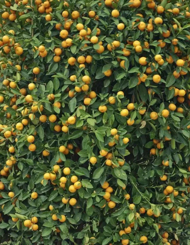 我国很多成语与植物有关,汉语成语中的植物文化