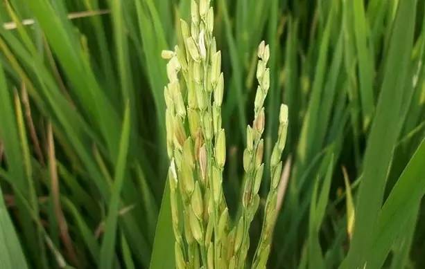 水稻白穗病原因,水稻有白穗病怎么办