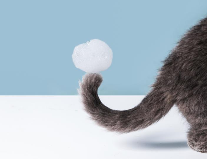 怀孕期间适合养什么宠物,怀孕了能养宠物吗猫和狗