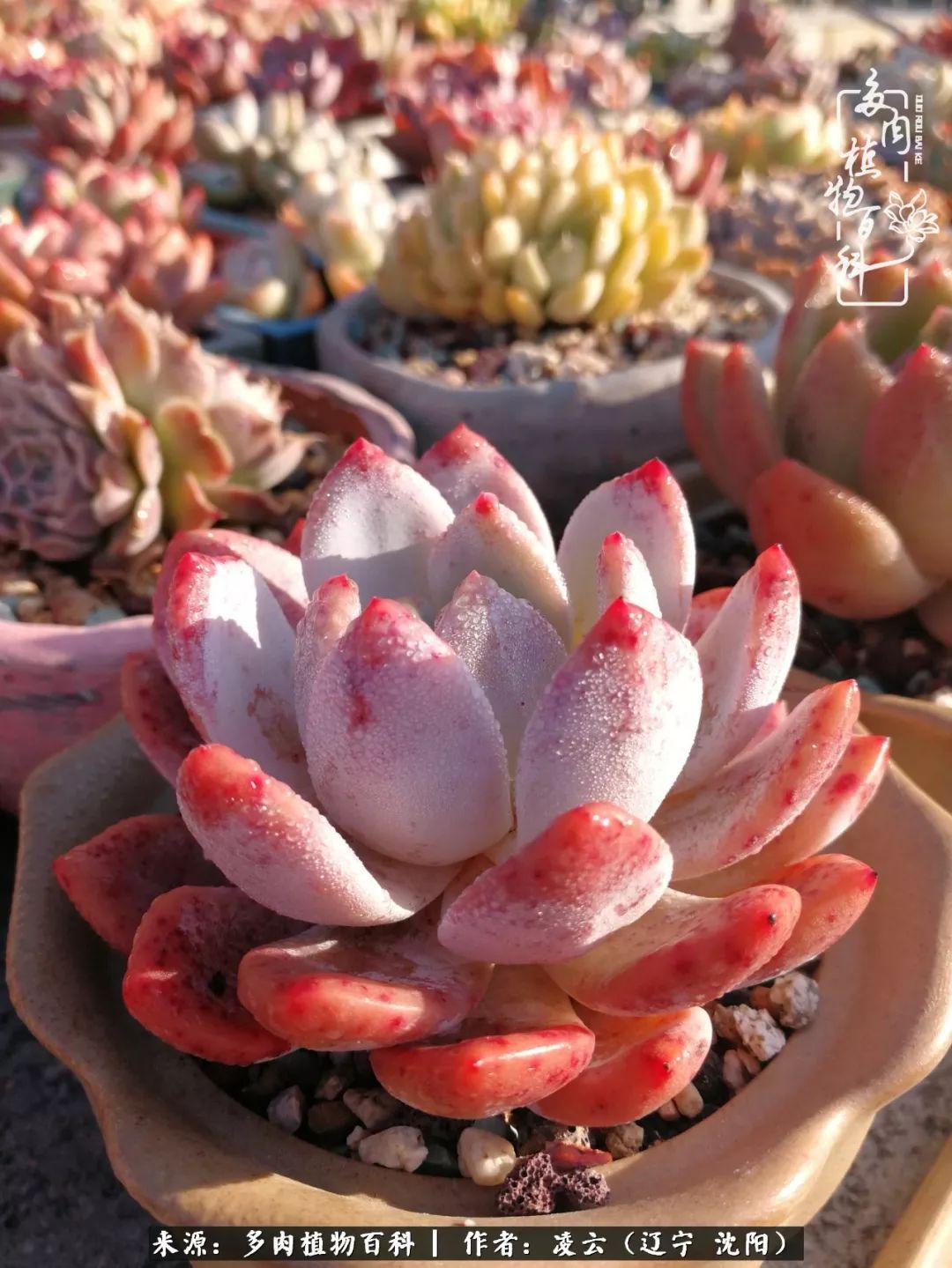 秋闲赏多肉，话育儿，亲生的自家娃，总有一刻让你怦然心动