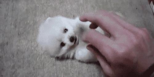 推荐你养这几种狗聪明又招财,这几种狗越养越值钱