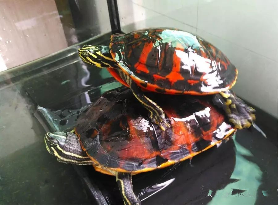 巴西龟的兄弟,巴西龟的辨认方法