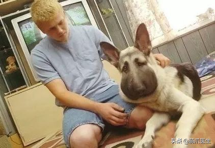 猫咪被蜜蜂蜇了症状怎么办,猫被蜜蜂蜇了怎么办