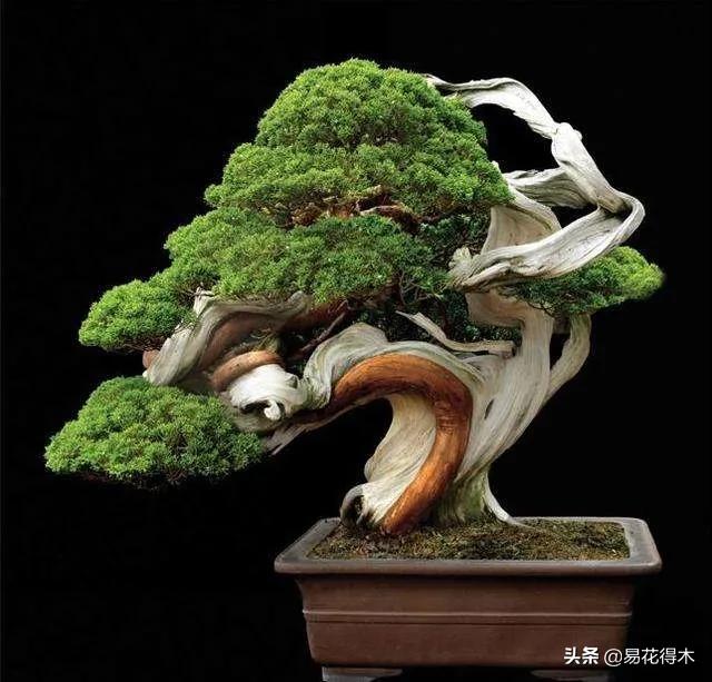 盆景舍利什么时候刷石硫合剂,舍利干罗汉松盆景