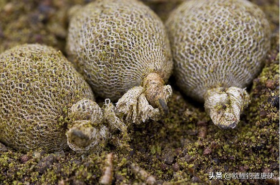 外国人钓鱼打窝技巧,老外用超大饵钓鱼