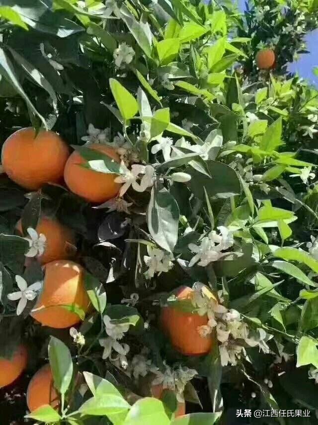 国内哪些牌子的橙比较甜,中国最有名的橙