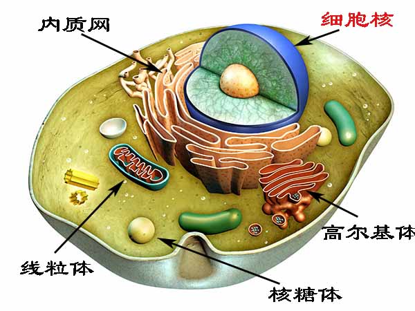 科普病毒如何入侵人体,病毒在体内的繁殖过程