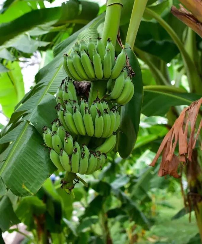 吴川富豪最多的村,吴川富豪最多是哪个镇