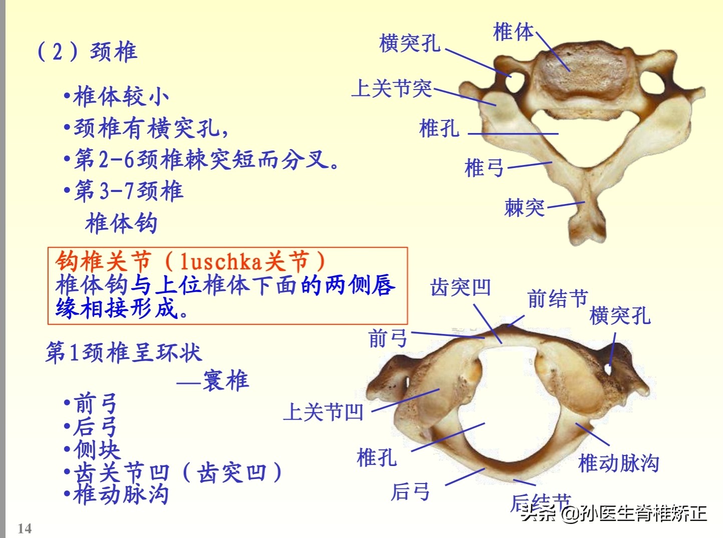 解剖学基础ppt完整版,人体系统解剖学ppt完整版