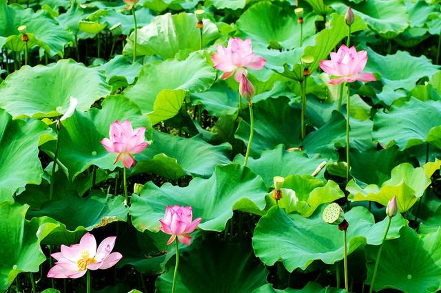 盛夏来一场赏荷盛宴
