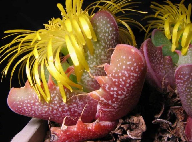 多肉四海波的图片,多肉植物四海波价格