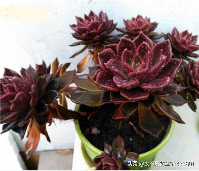黑王子怎么养护多肉,夏季怎么养多肉黑法师避免成光杆