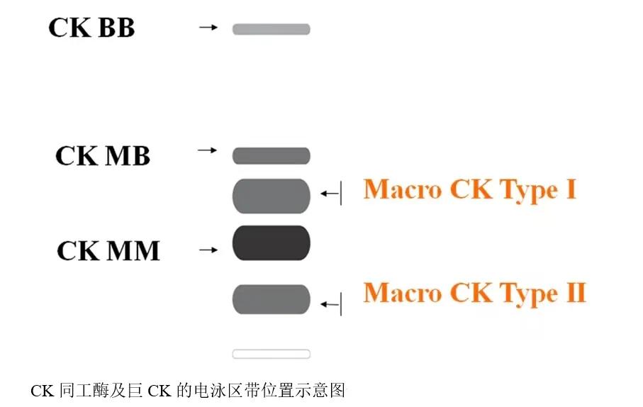 ck同工酶偏高怎么回事,肌酸激酶和肌酸激酶同工酶倒置