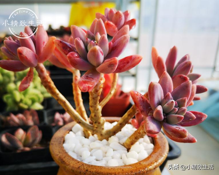 10种公认最好养好养的多肉老桩,比较好养的多肉老桩
