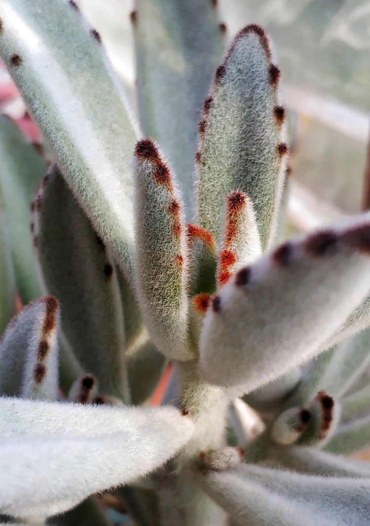 记录多肉长大的全过程,记录所有多肉成长过程