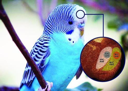 鹦鹉为什么能够模仿人类的语言,鹦鹉会模仿人类的动作吗