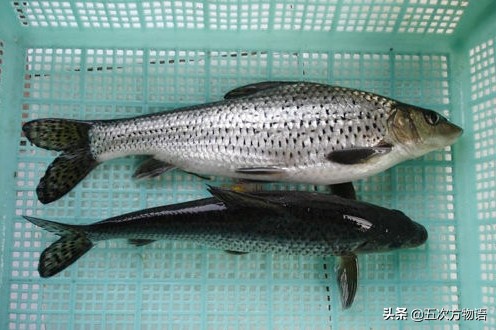 黑龙江特色养殖鱼类,黑龙江名贵鱼种图片