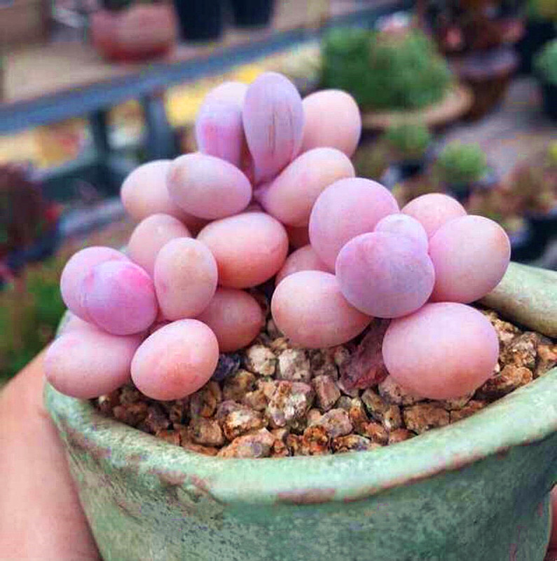 桃蛋的根部干瘪是怎么回事,桃蛋叶子干瘪了脱落怎么回事