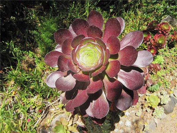 多肉法师韶羞现在能摘心吗,多肉法师欧紫跟韶羞的对比图