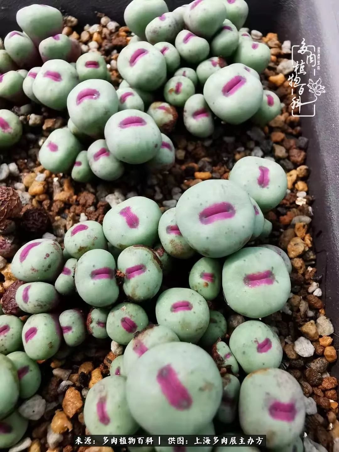 2023多肉展会直播,2023上海多肉植物展